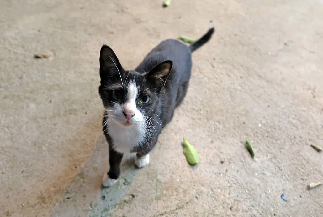 Things to do Koh Lanta: Help stray cats and dogs