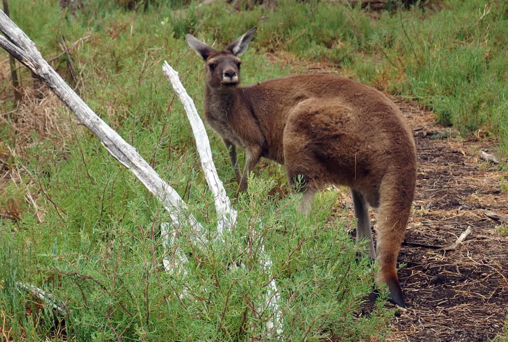 A curious kangaroo on the Heirisson Island