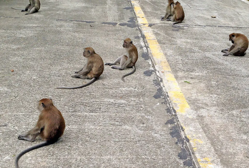 Monkeys in Koh Lanta