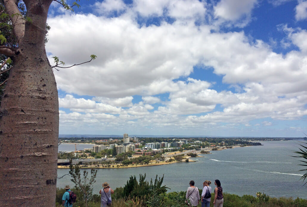 View of Perth from behind a baobab in King's Park