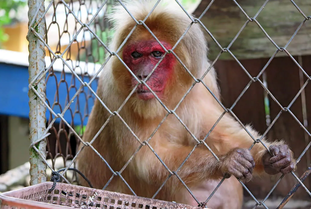 Sad monkey in Lanta Sang Kha Ao Nature Resort & Spa