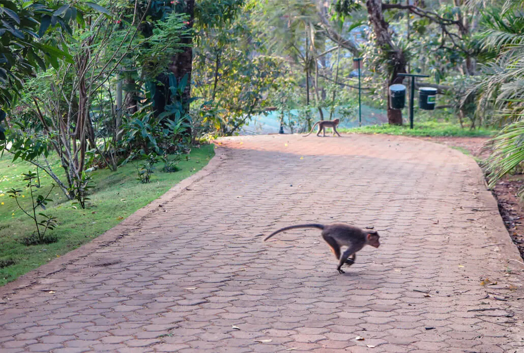 Monkeys in the Vythiri Village hotel resort, Kerala, India