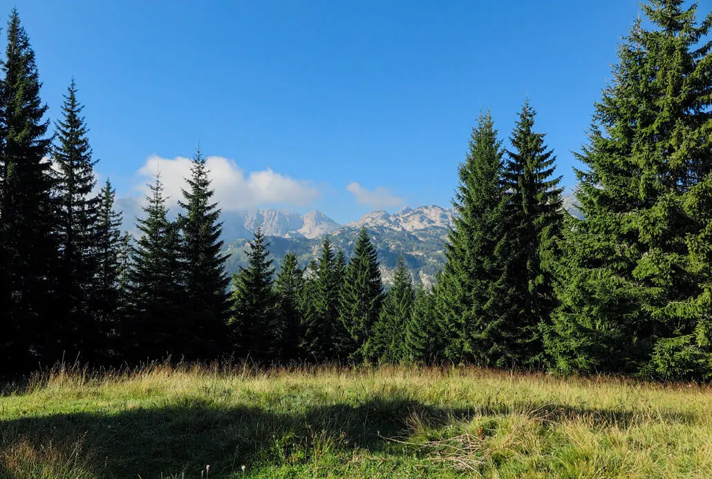 Forest in Durmitor National Park Montenegro