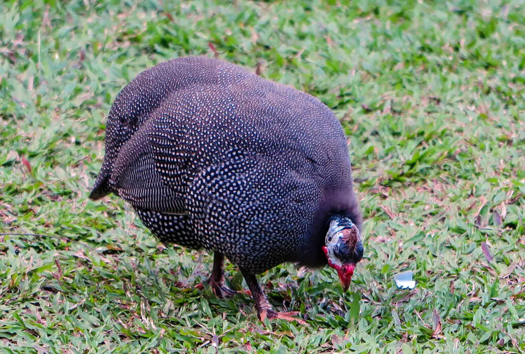 Guinea fowls on the compounds of Spice Village, Kerala, India