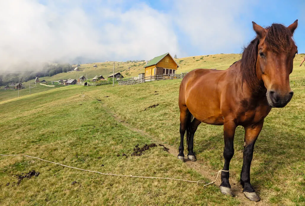 Meeting a horse on the way through Stavna Plateau