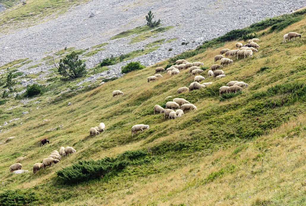 Mountain sheep on Kom Vasojevickij