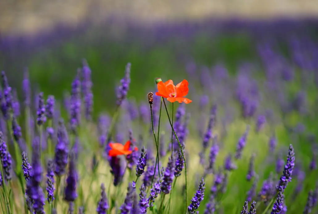 Lavender Fields