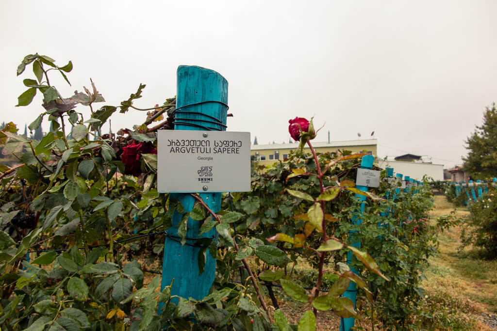 Shumi Vineard in Kakheti Georgia