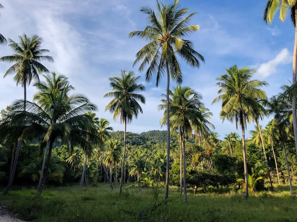 Coconut trees in Thailand