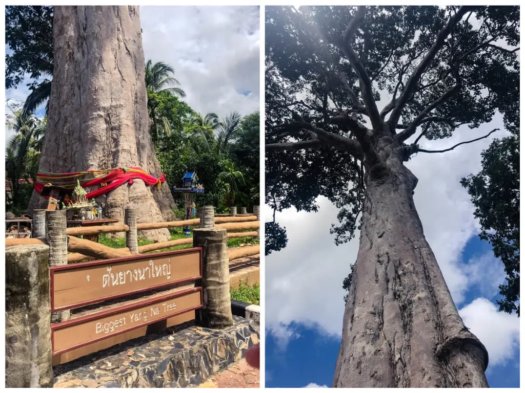 Biggest tree in Thailand