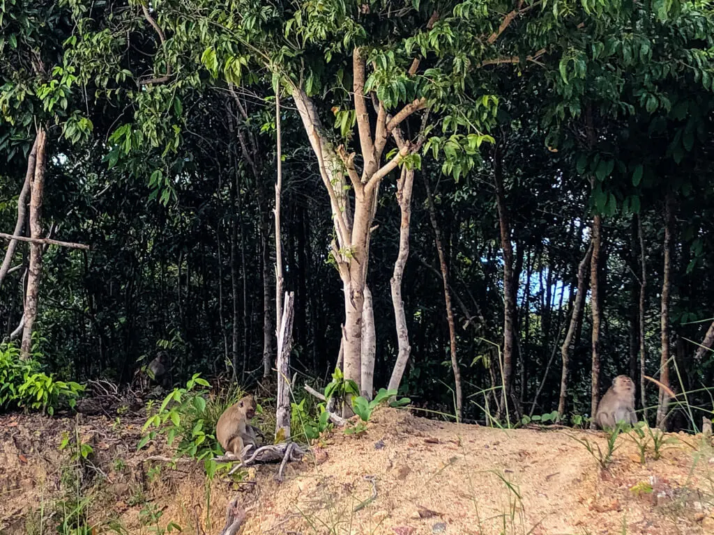 Monkeys in Koh Phangan