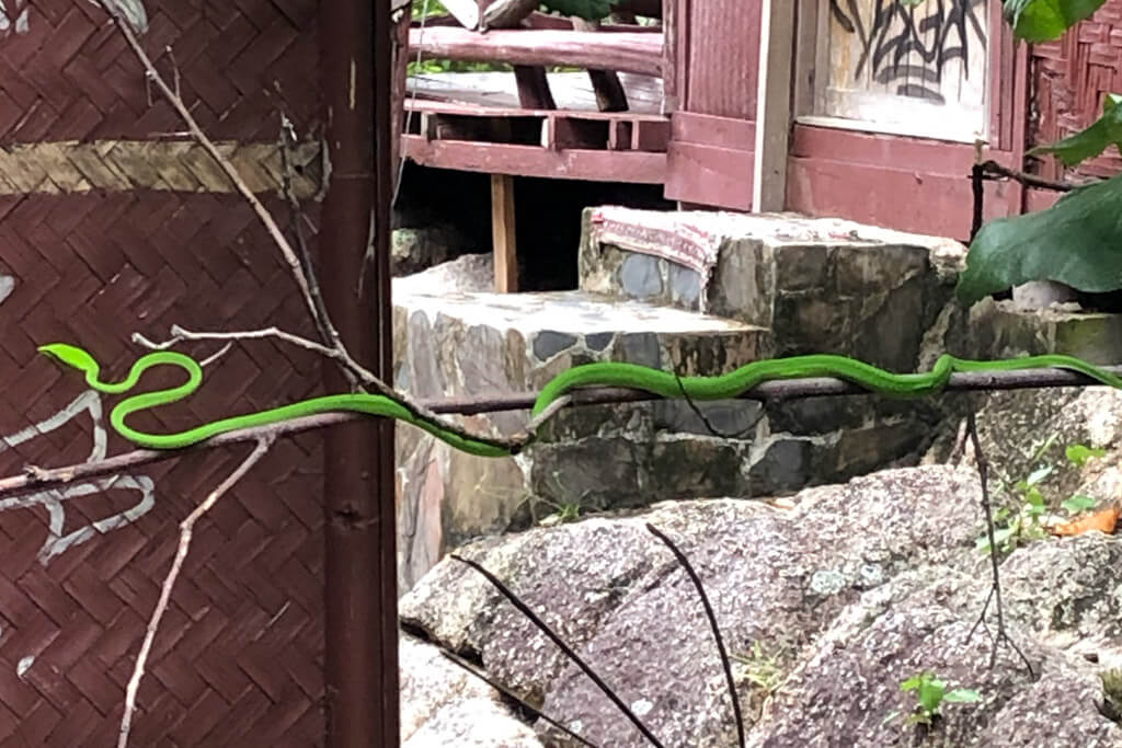 Green vine snake Thailand