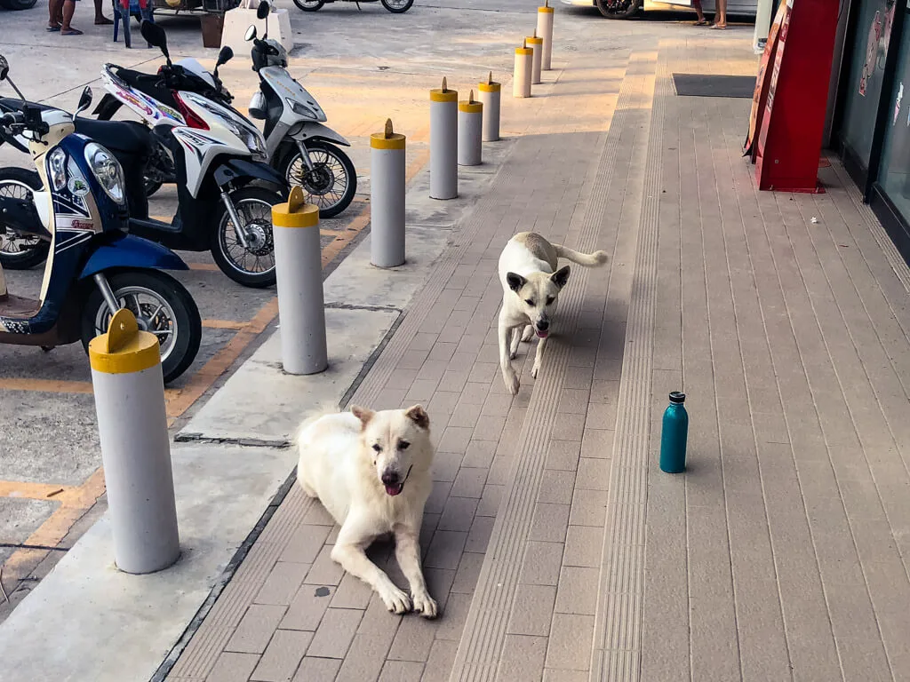 Stray dogs in front of a store