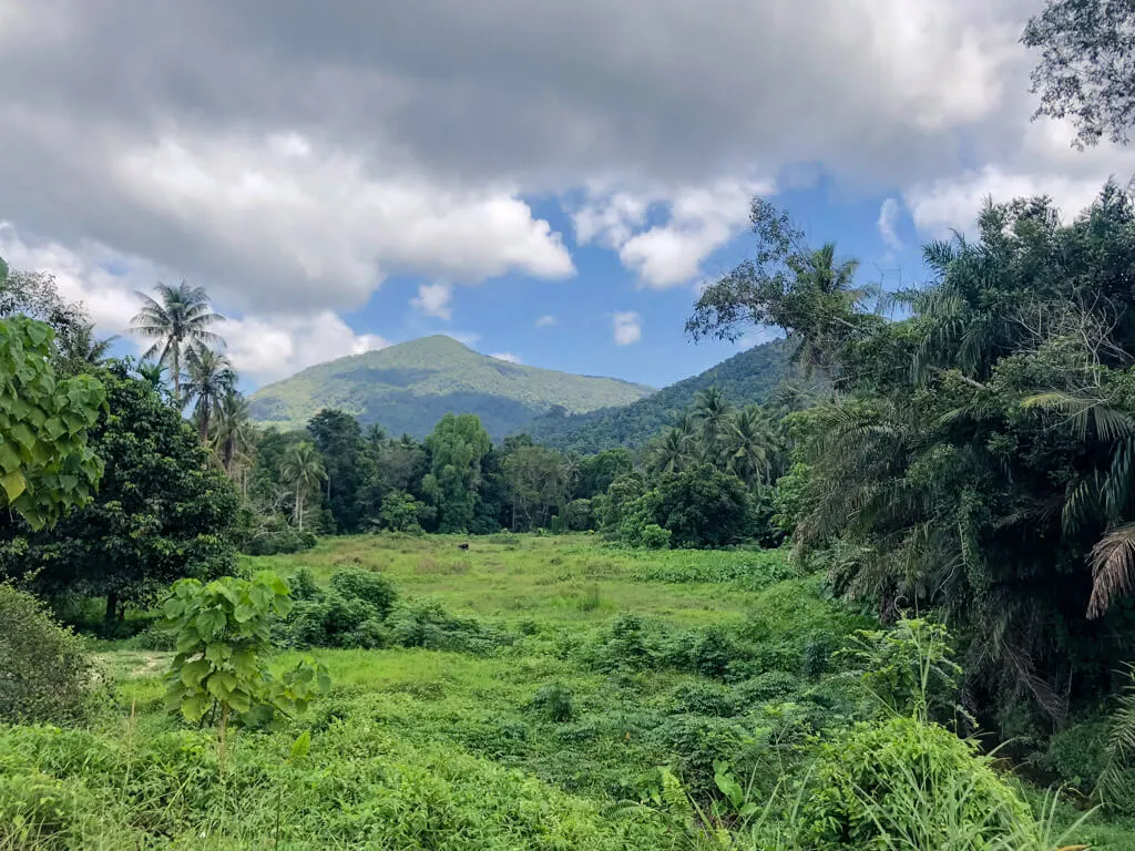 Greenery in Koh Phangan