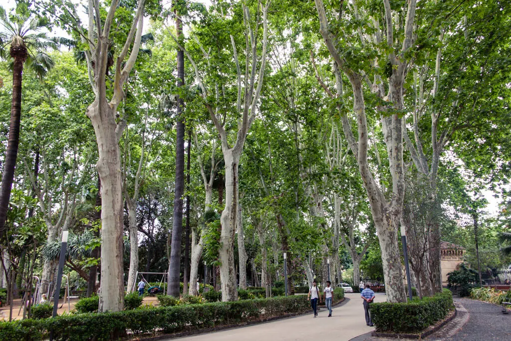 Tall trees in a park in Catania Sicily