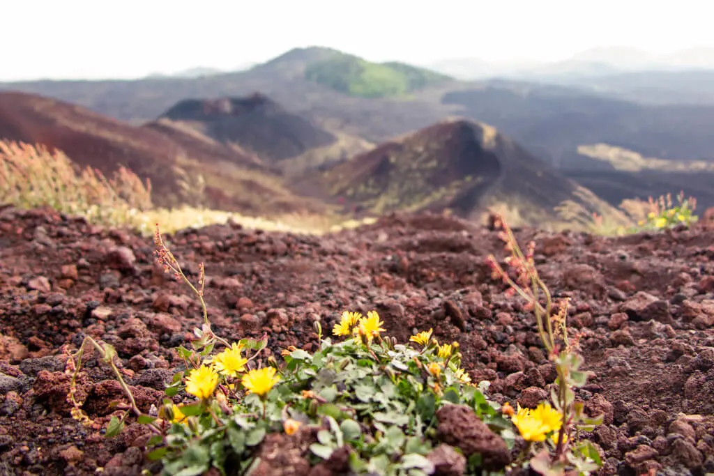 Flowers on Etna volcano in Sicily