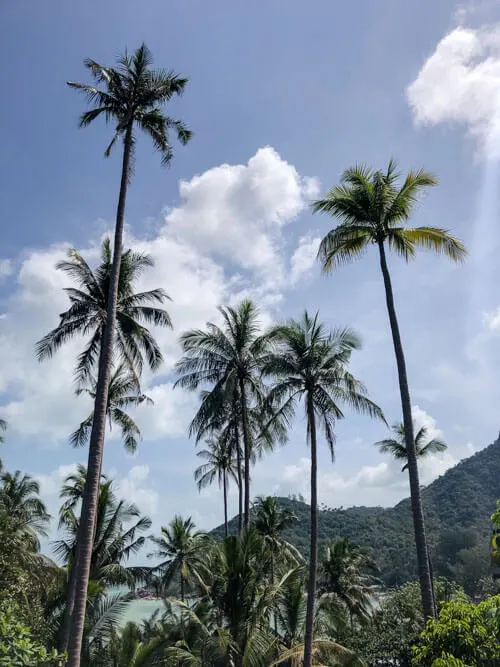 High palm trees near a beach, Bottle Beach, Koh Phangan