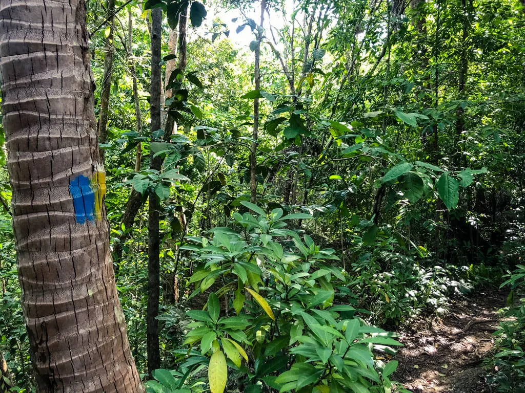 Jungle trail with a marking on a tree trunk