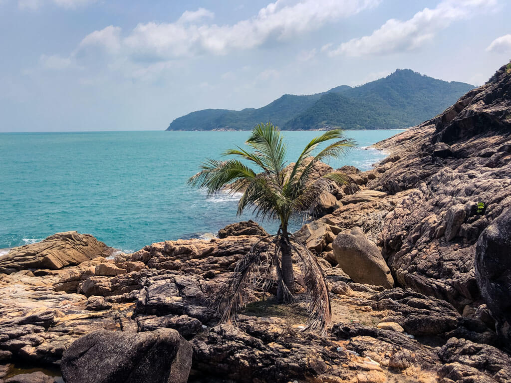 A lone small palm tree, cliffs and the sea