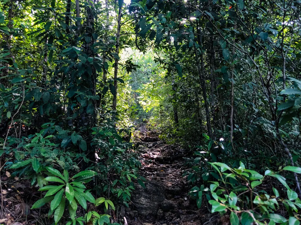 A path in the jungle of Koh Phangan Thailand