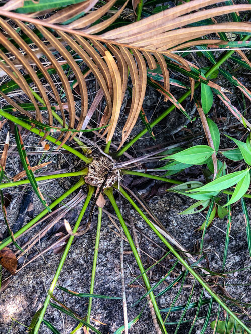 Plants in Koh Phangan Thailand