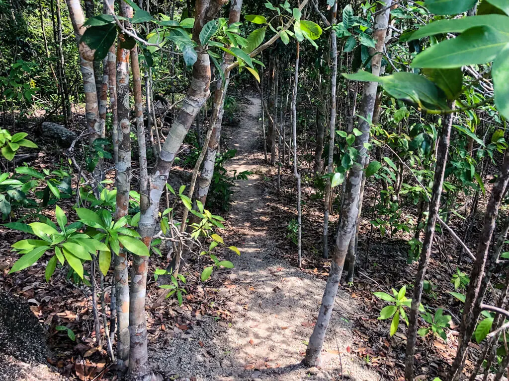 A path through the forest in Thailand