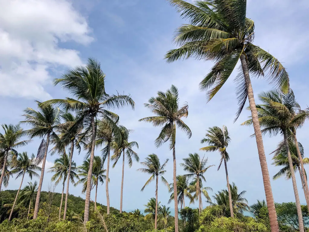 Coconut palms on a tropical island