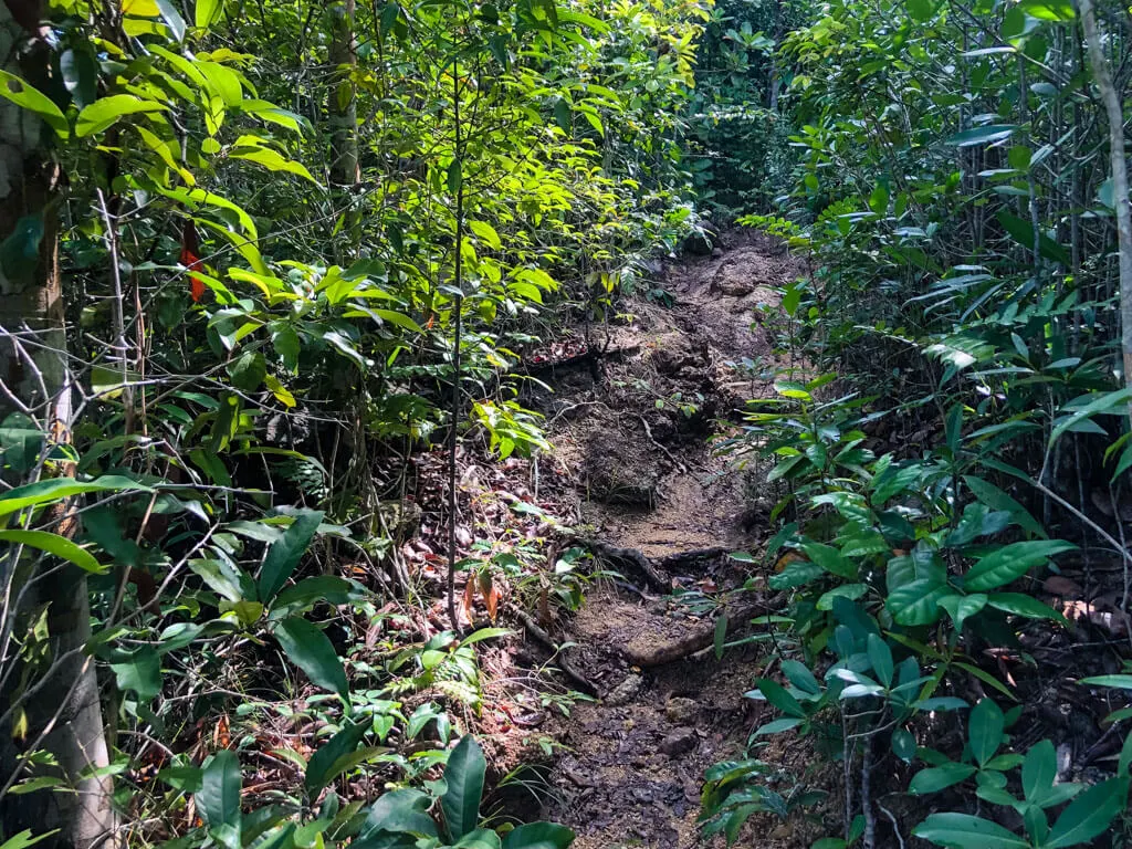 A hiking path in the jungle