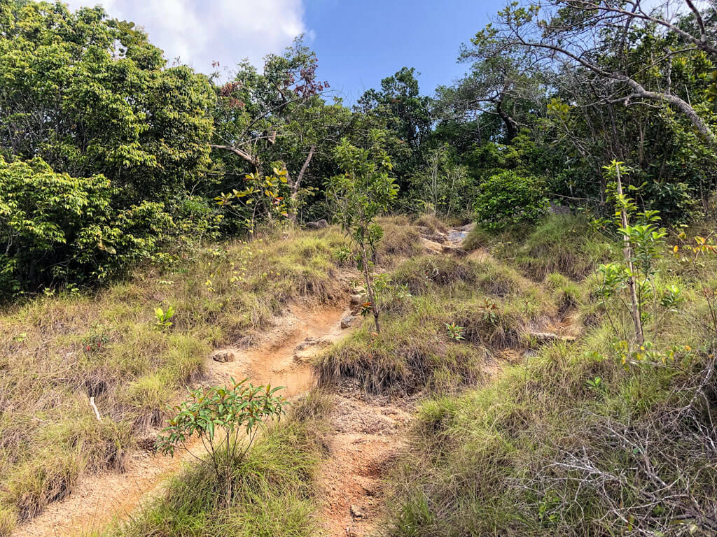 Grassy hiking trail on a sunny day