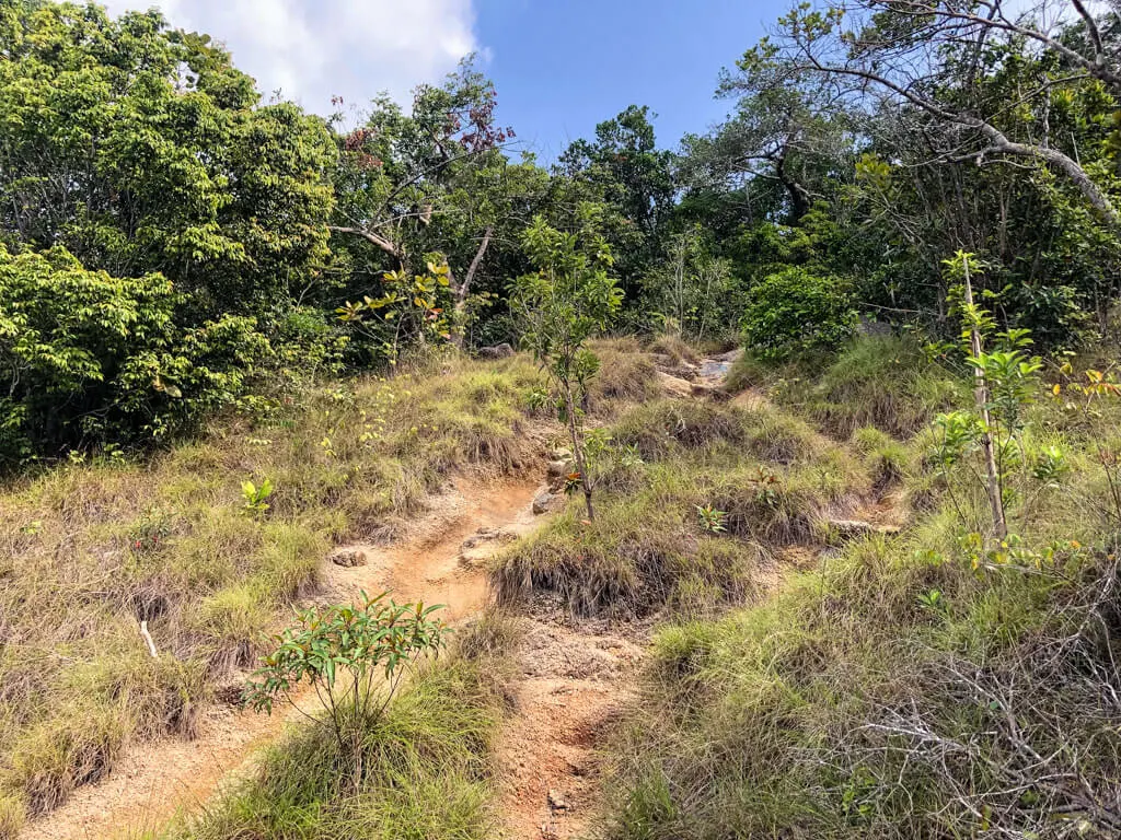 Grassy hiking trail on a sunny day