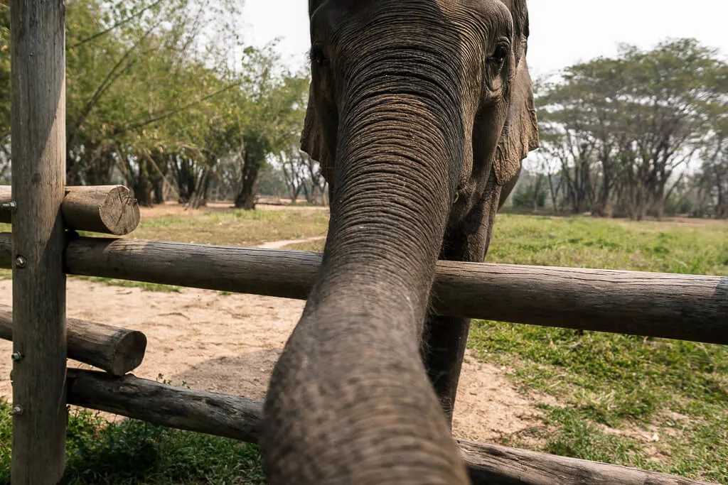 Close up of an elephant reaching out with his trunk