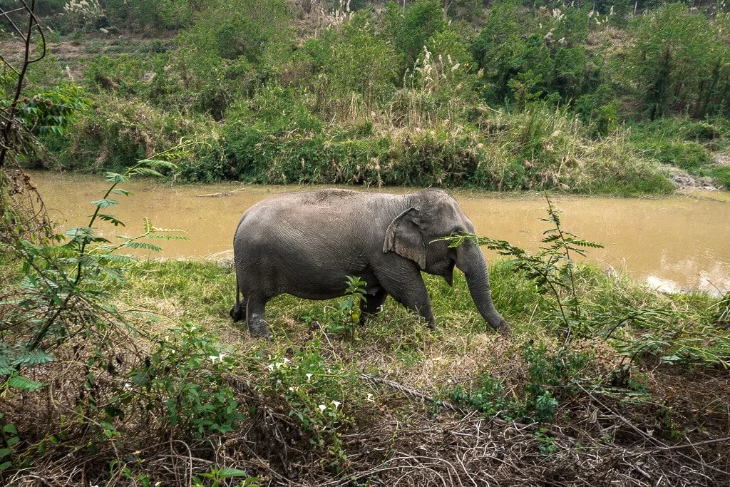 An elephant walking by a river in Cambodia