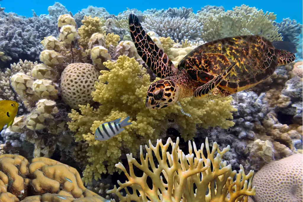 Underwater world at the Great Barrier Reef in Australia