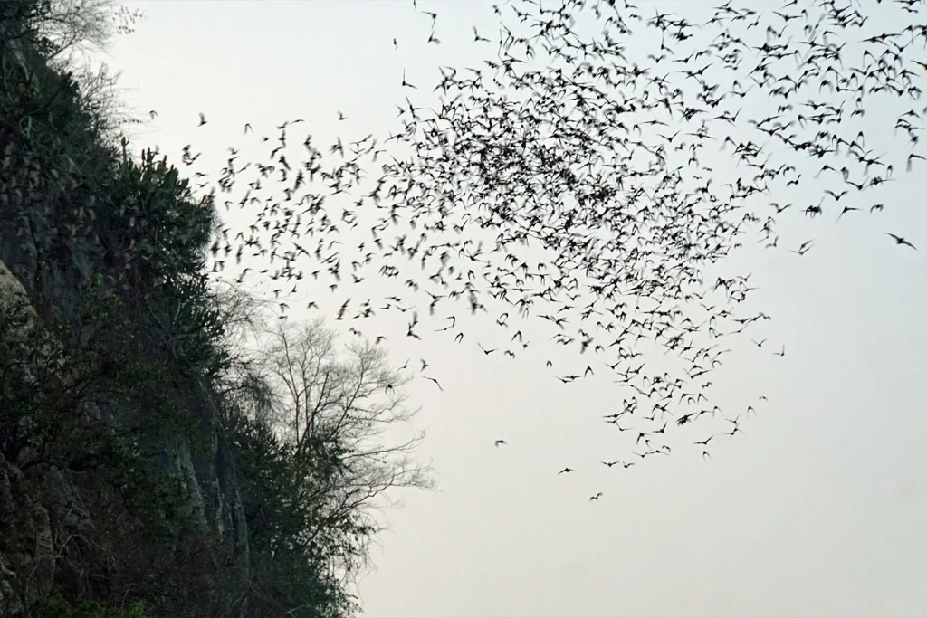 A colony of bats flying out of a cave in Cambodia