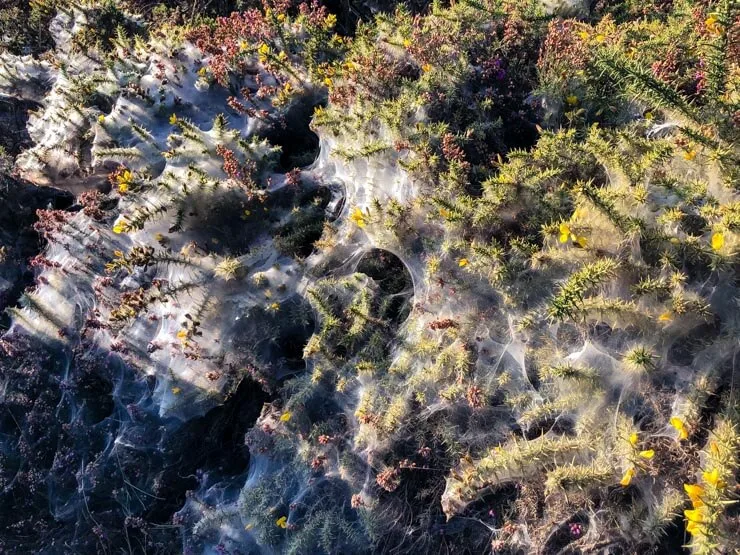 Bushes covered in spider webs