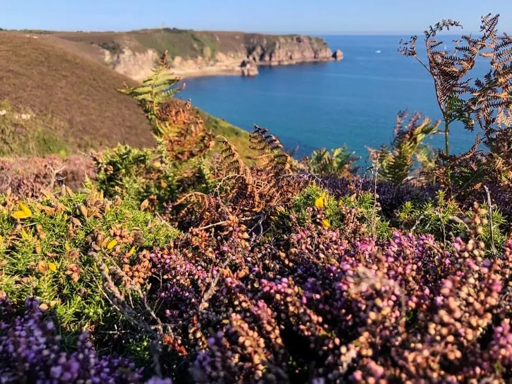 Colorful Emerald Coast - purple heather, green ferns and dark blue ocean