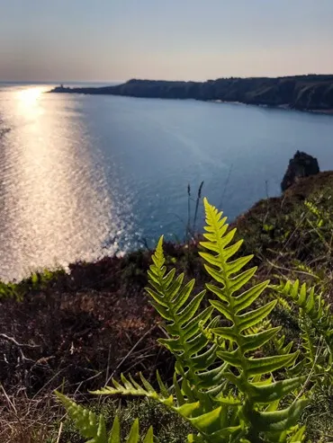 Ferns on Emerald Coast Brittany France
