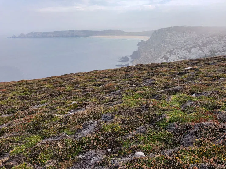 Heather Along the Way Pointe de Pen Hir Bretagne