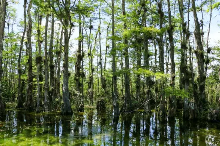 Everglades National Park FL