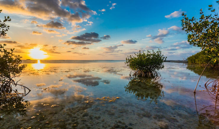 Mangroves in Key Largo FL