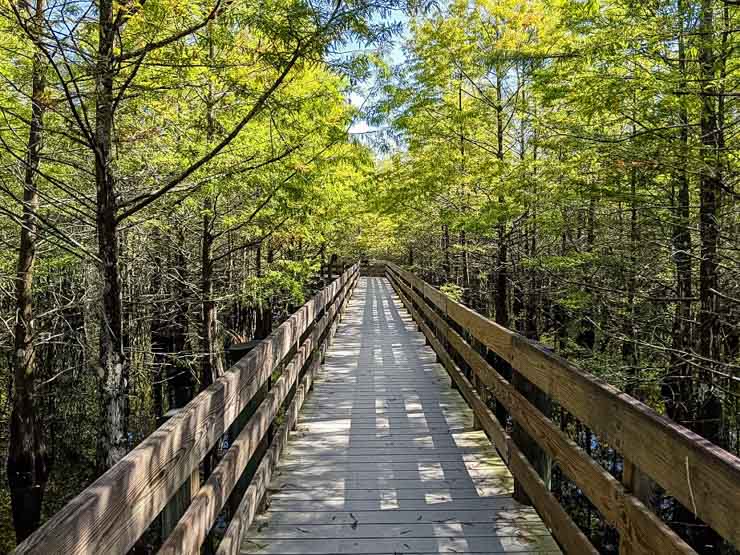 Six Mile Cypress Slough Preserve in Ft Myers