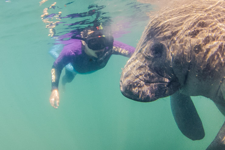 Swimming with manatees in Crystal River Florida