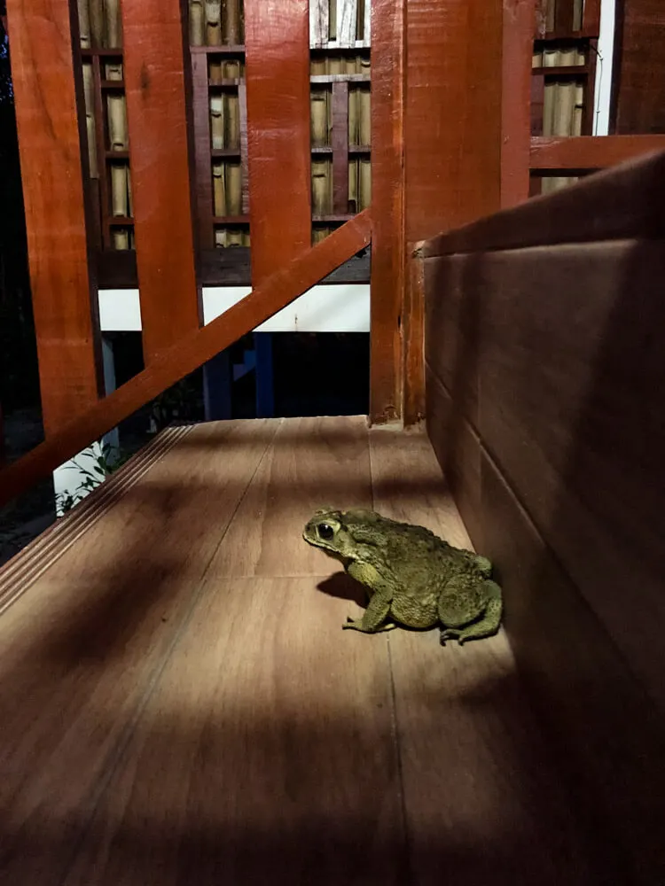 A profile view of a toad on a staircase