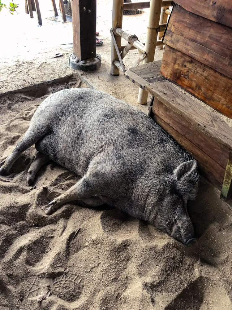 Pig on a beach