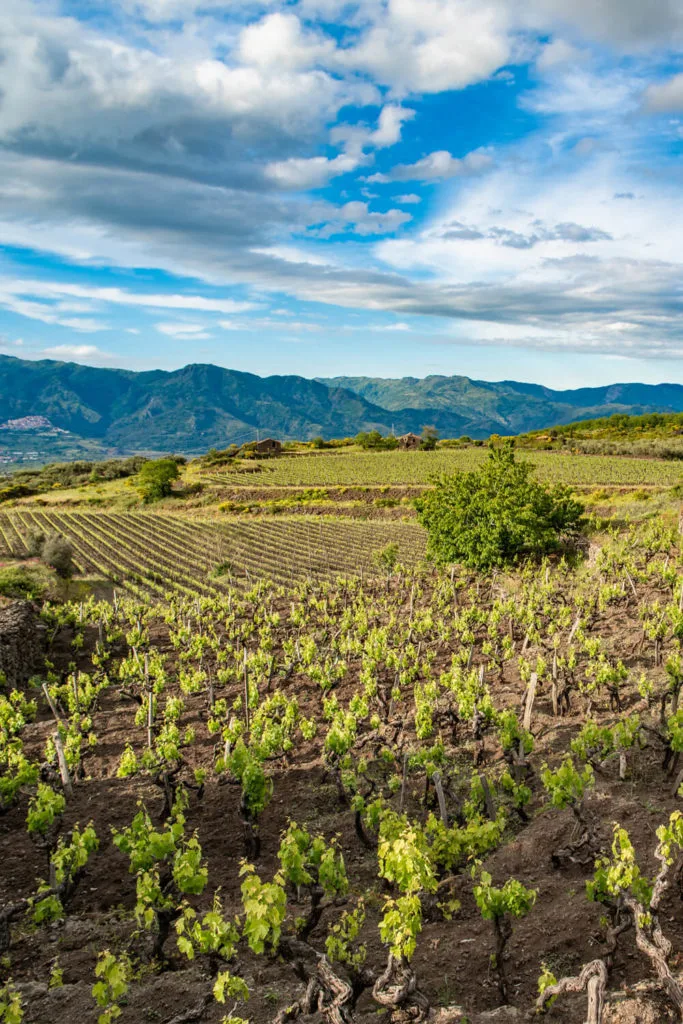 Vineyards on Mount Etna in Sicily