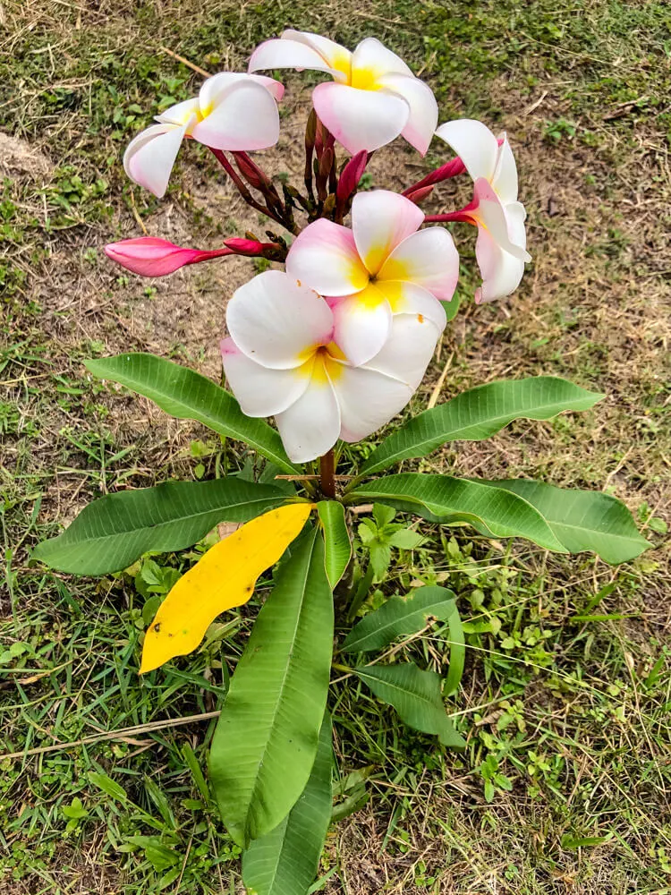 A baby frangipani plant