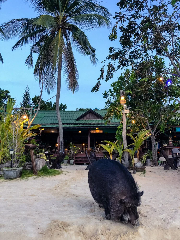 Pig on a beach