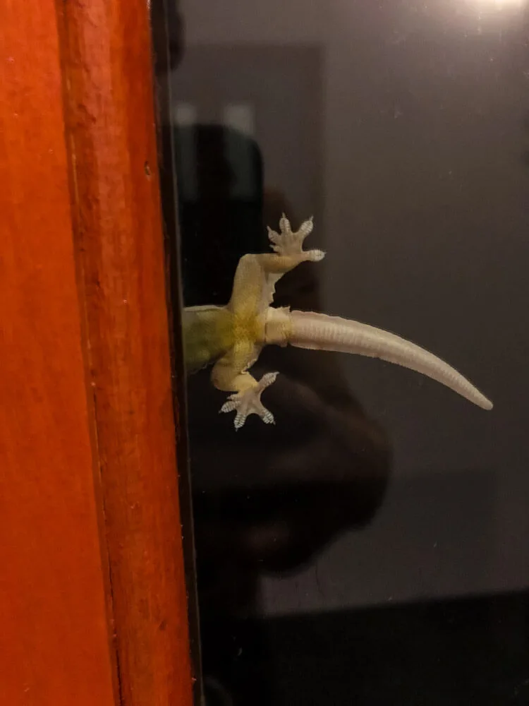Tail of a gecko