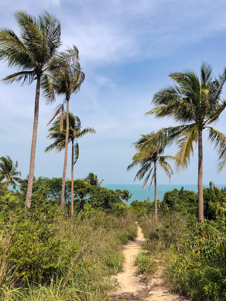 View of palm trees on a shore in Koh Phangan