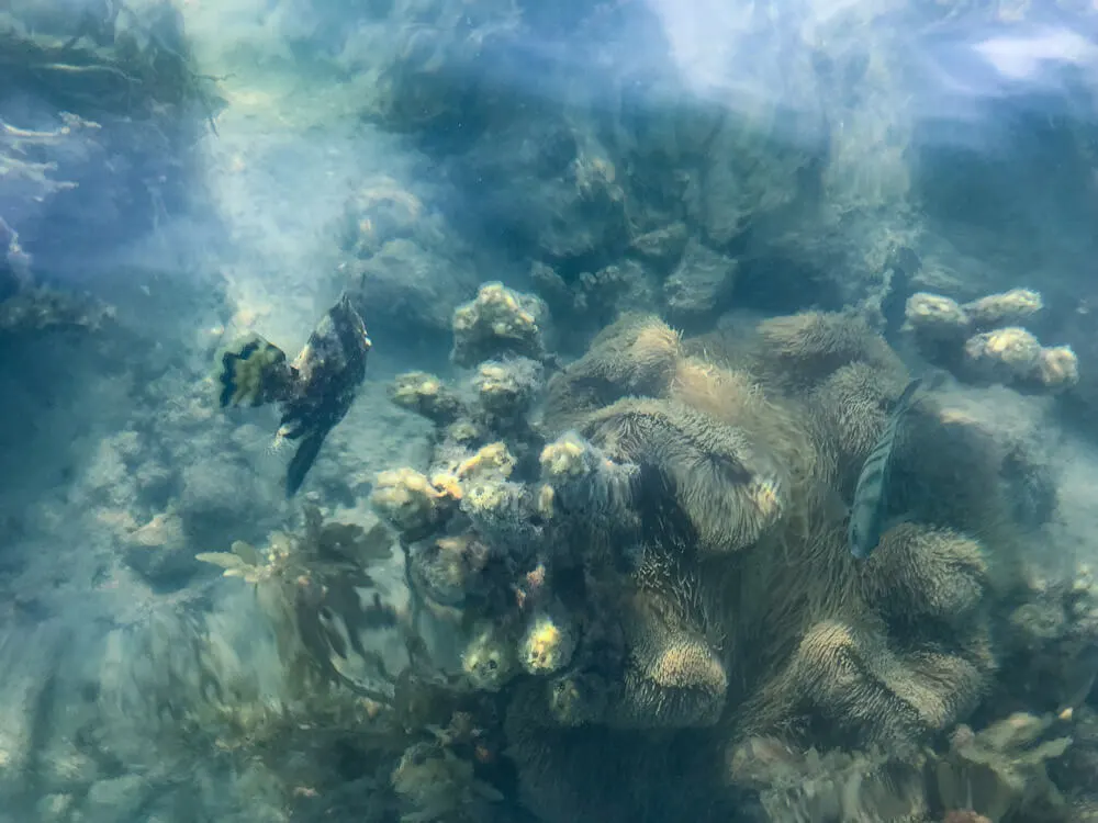 Fish, corals and sea anemone in Mae Haad Beach in Koh Phangan